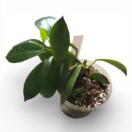 Hoya Obscura - Image 3