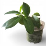 Hoya Obscura
