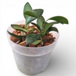 Hoya Panchoi
