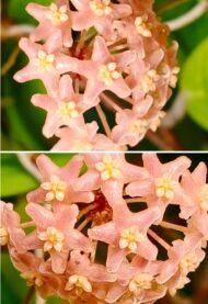 Hoya Camphorifolia - Image 2