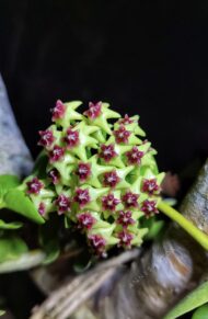 Hoya Cumingiana - Image 2