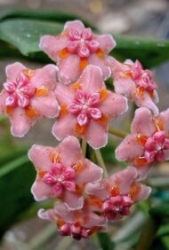 Hoya Diversifolia - Image 2