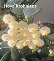 Hoya Krohniana - Image 2
