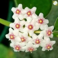 Hoya Nummularioides - Image 2