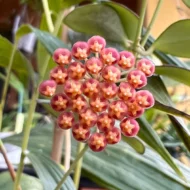 Hoya Panchoi - Image 2