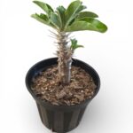 Kudu Lily – Desert Rose
