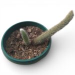 Monkey Tail Cactus