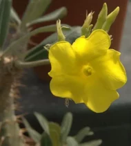 Pachypodium Rosulatum – Madagascar Palm - Image 2