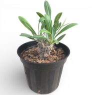 Pachypodium Rosulatum – Madagascar Palm - Image 3