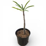Pachypodium Rutenburgianum - Image 3