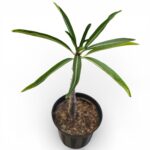 Pachypodium Rutenburgianum