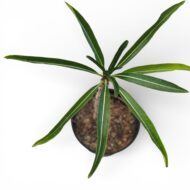 Pachypodium Rutenburgianum - Image 4