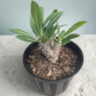 Pachypodium Rosulatum – Madagascar Palm