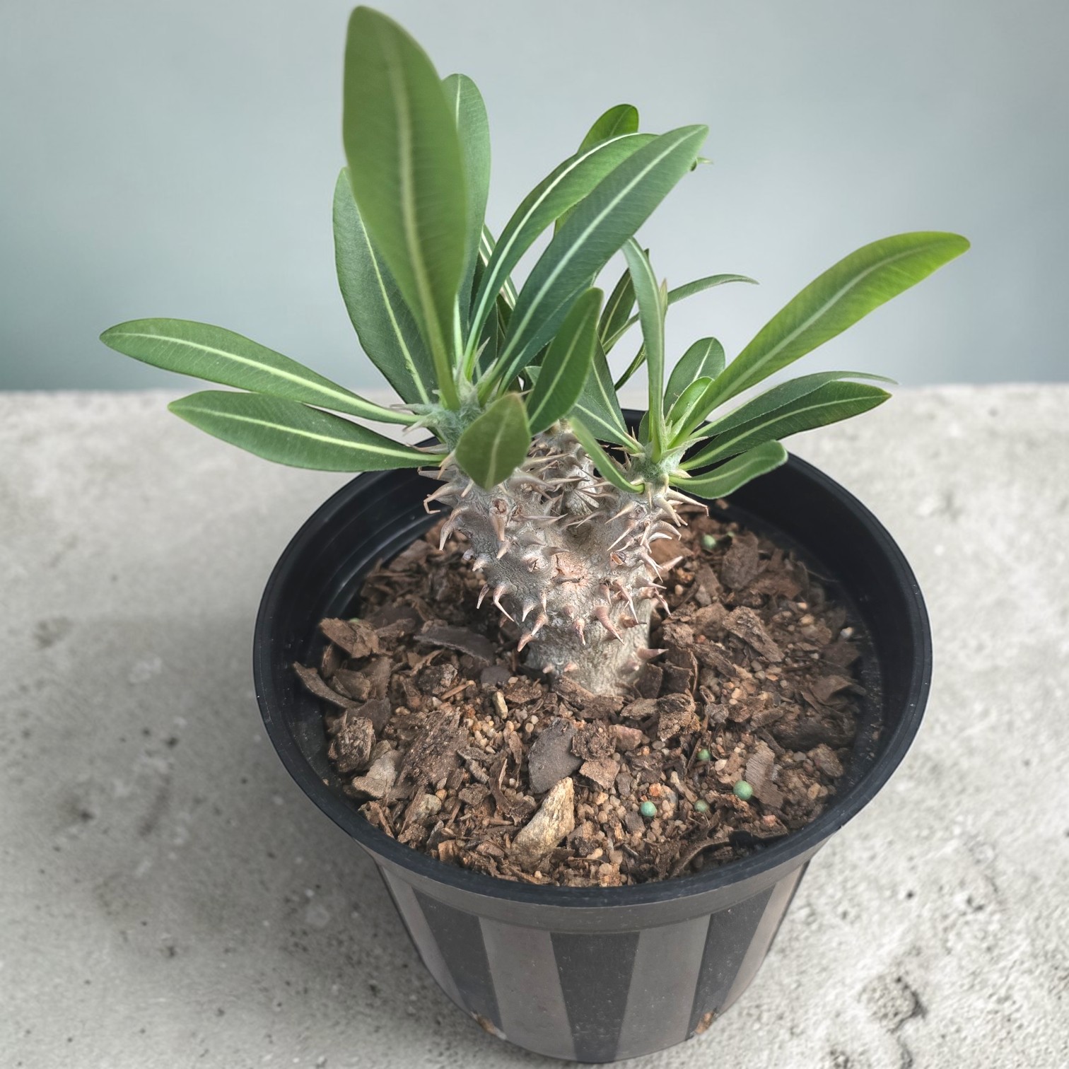Pachyposium vid Pachypodium Rosulatum – Madagascar Palm - Image 1